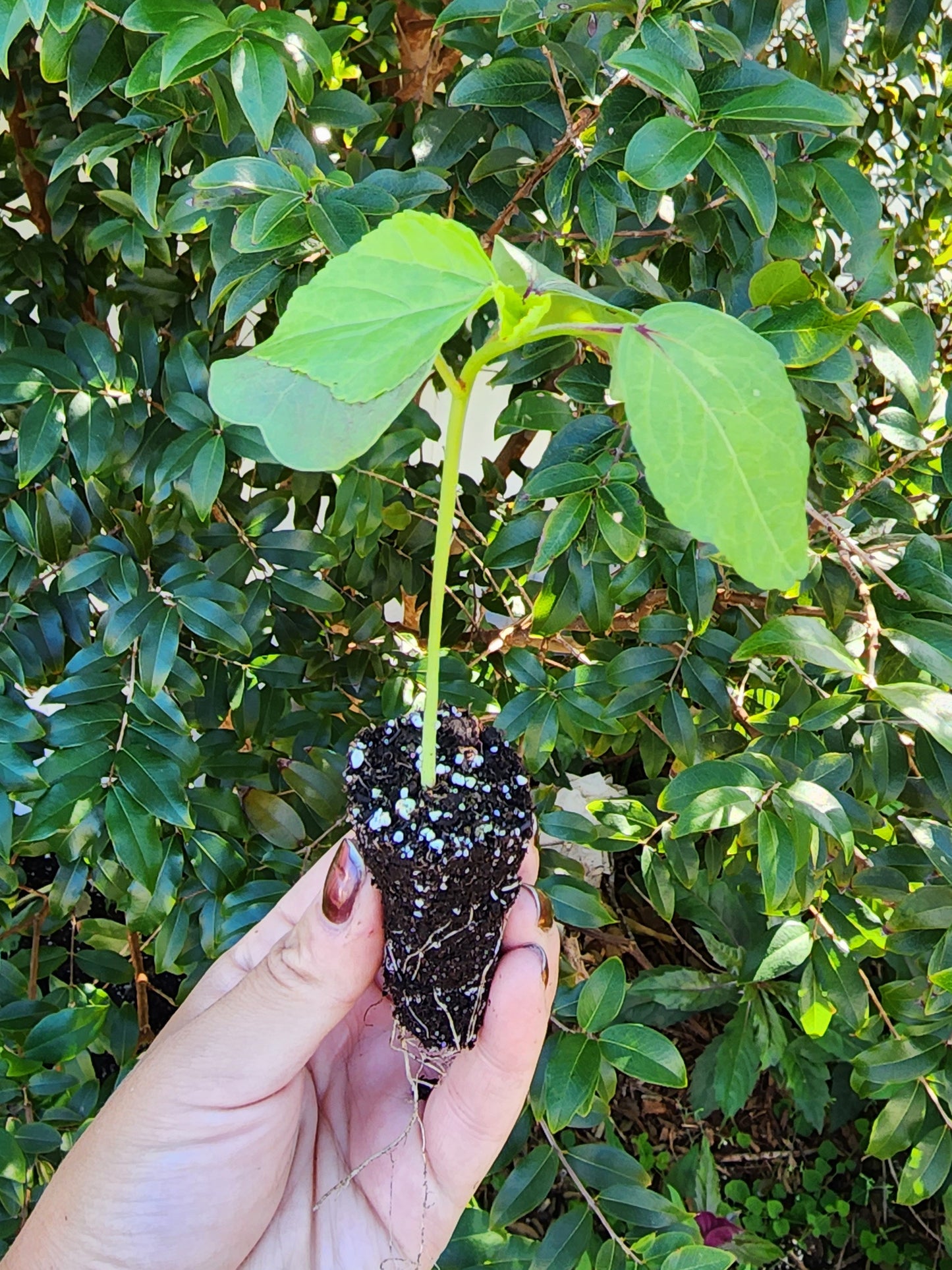Roselle aka Florida Cranberry LIVE Plant