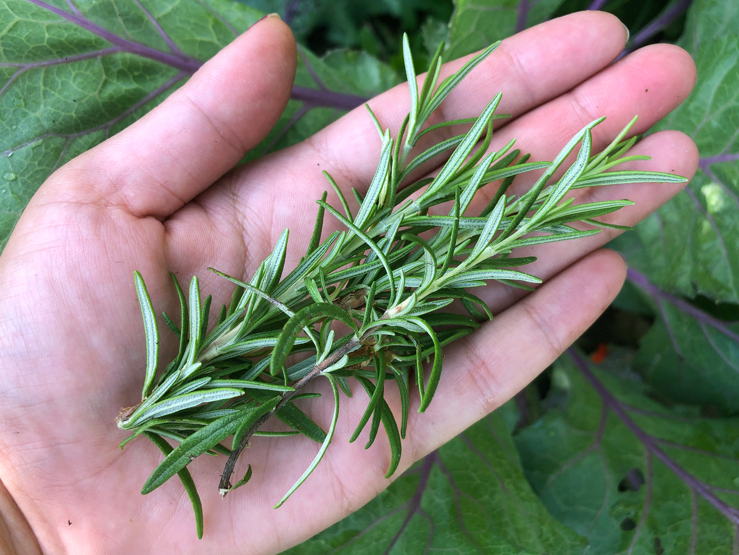 Rosemary Herb Seeds