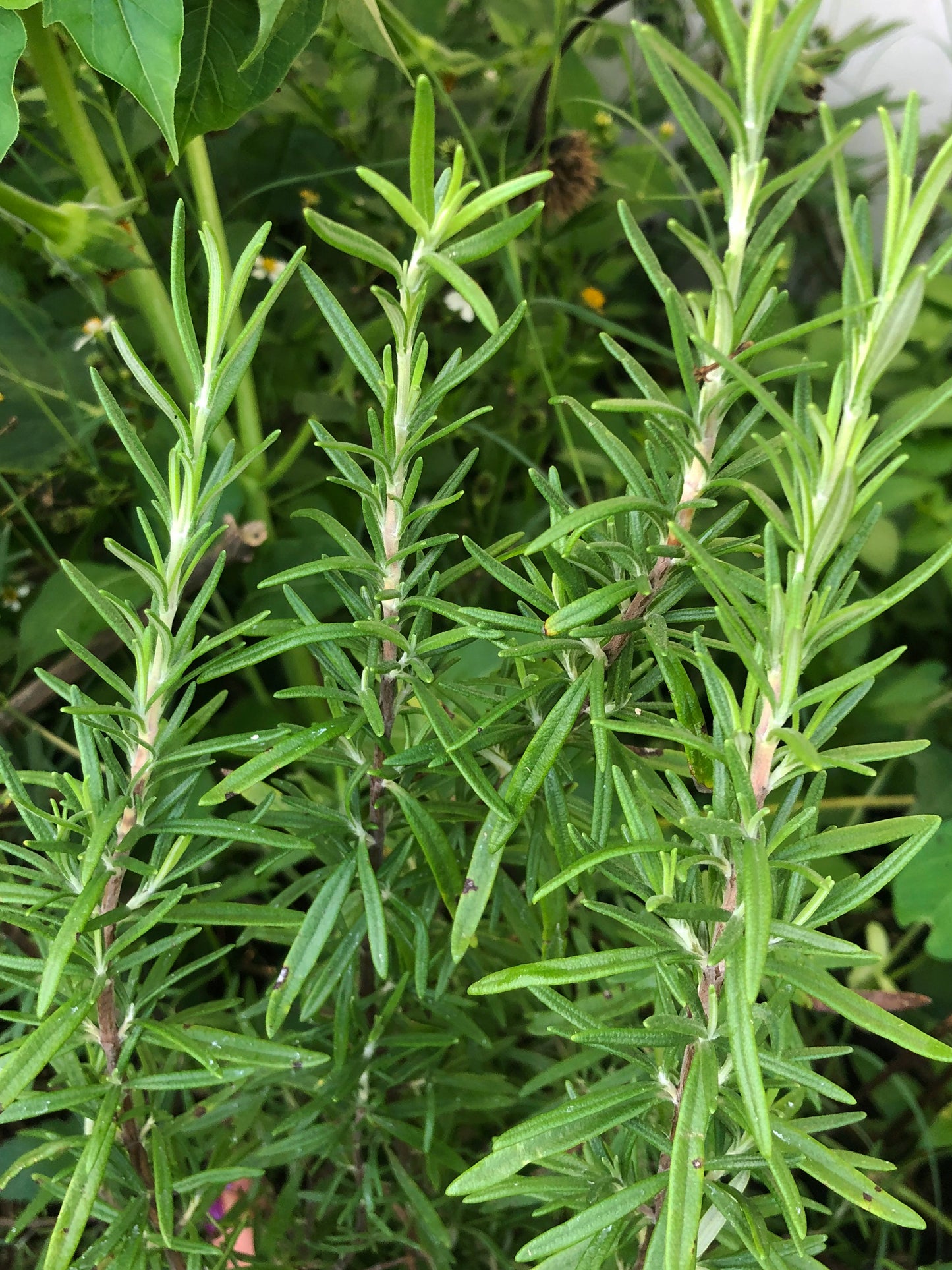 Rosemary Herb Seeds