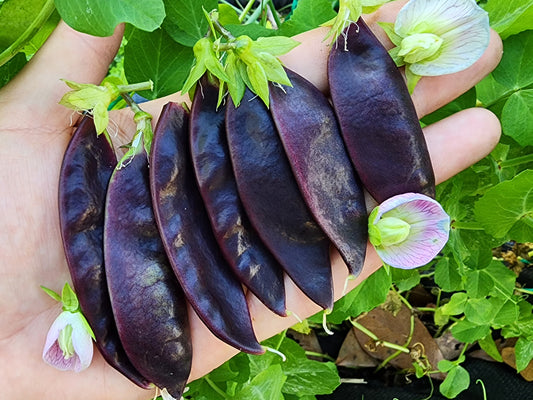 Royal Snow Purple Podded Snow Pea