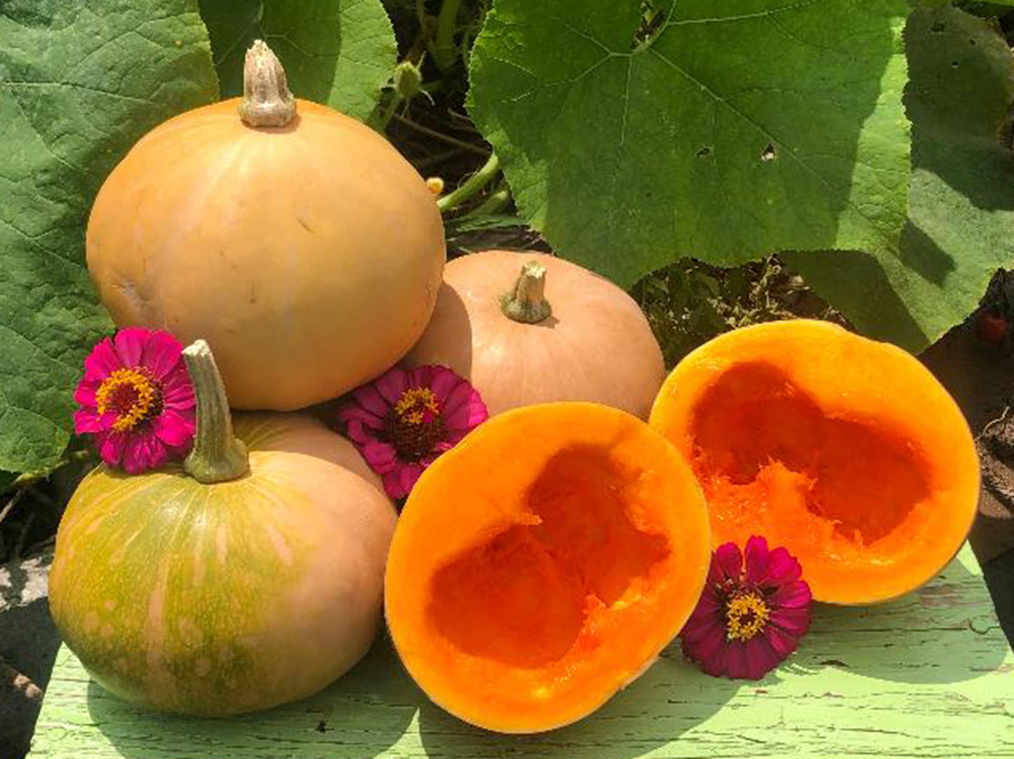 Seminole Pumpkin Extra Large Cultivar Seeds