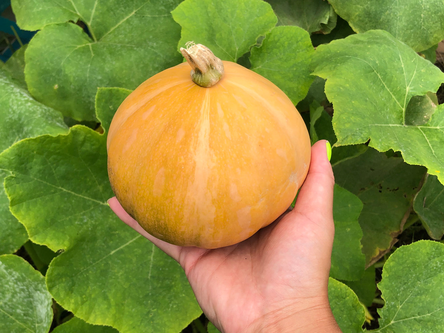 Seminole Pumpkin Seeds