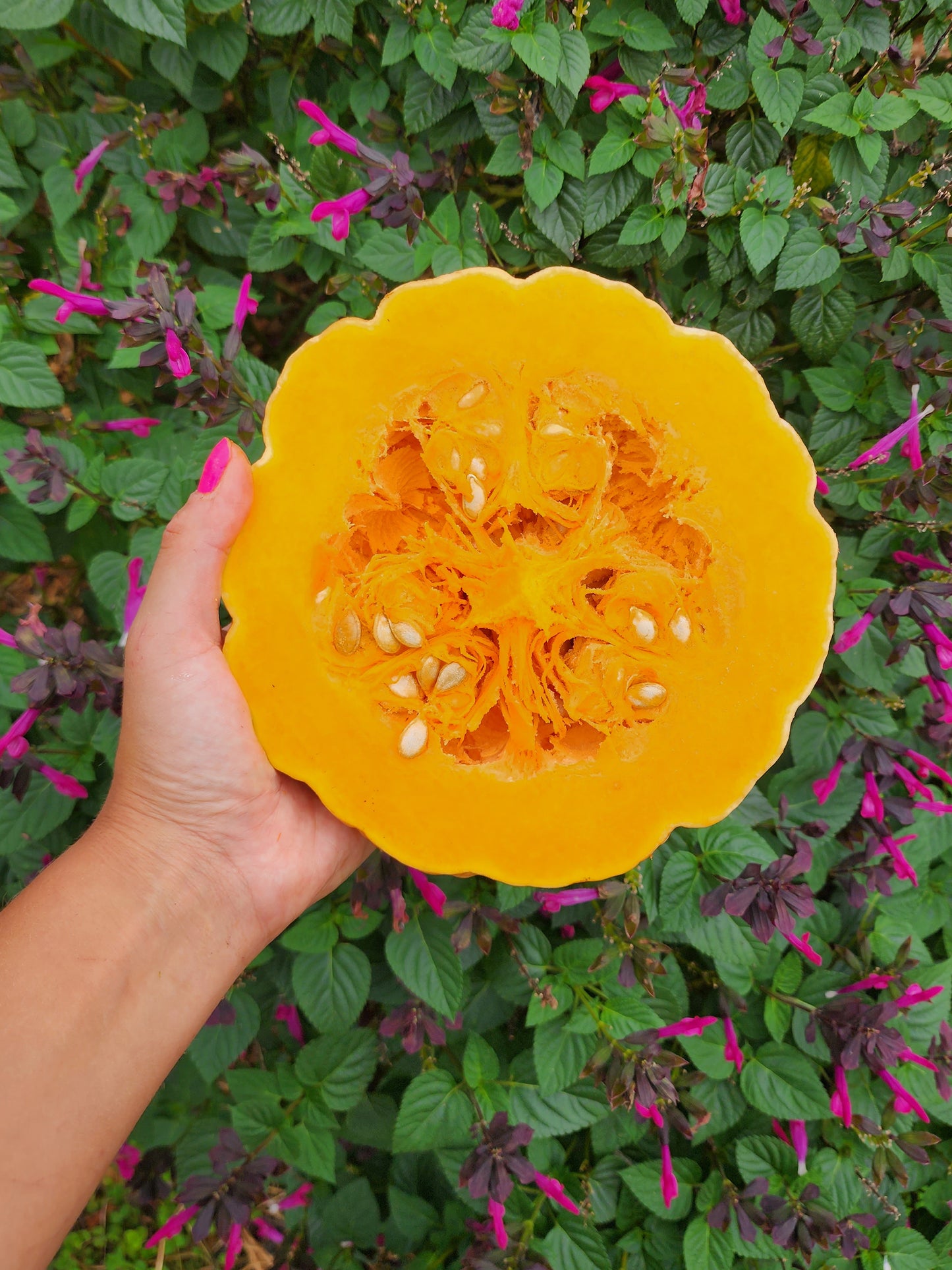 Seminole Pumpkin Extra Large Cultivar Seeds