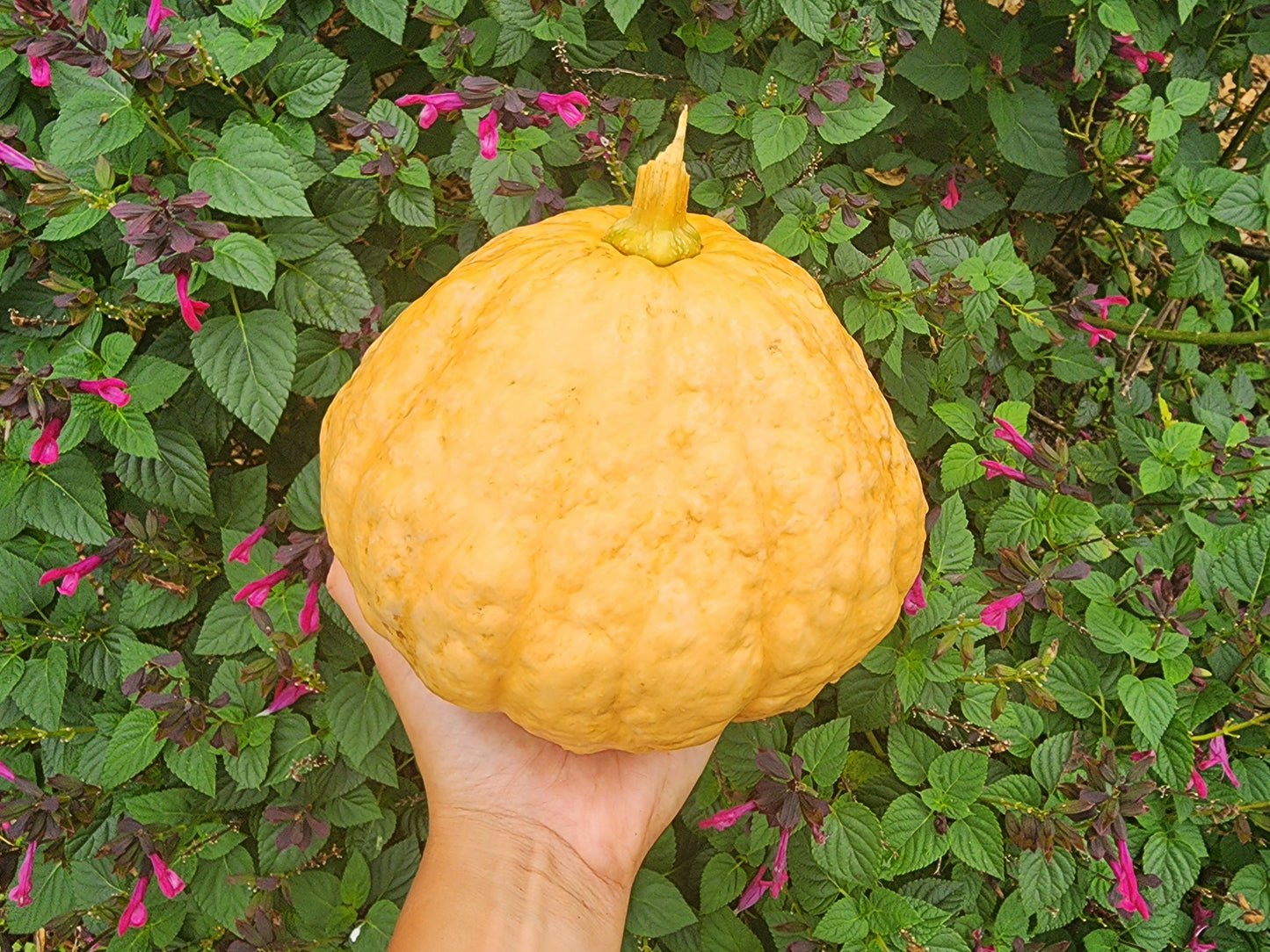 Seminole Pumpkin Extra Large Cultivar Seeds