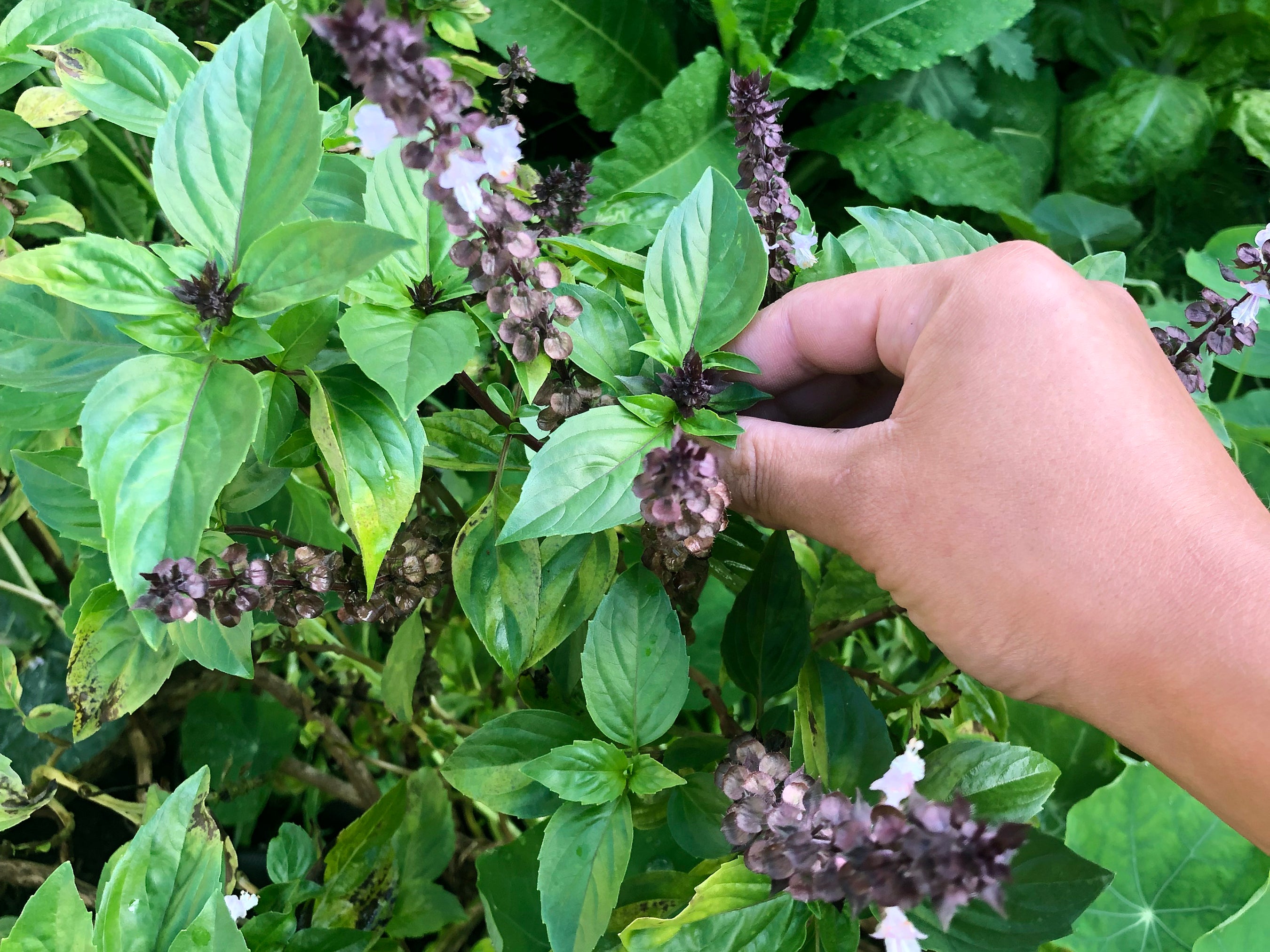 Thai Sweet Basil Jerra S Garden   Siamqueenthaibasil1 