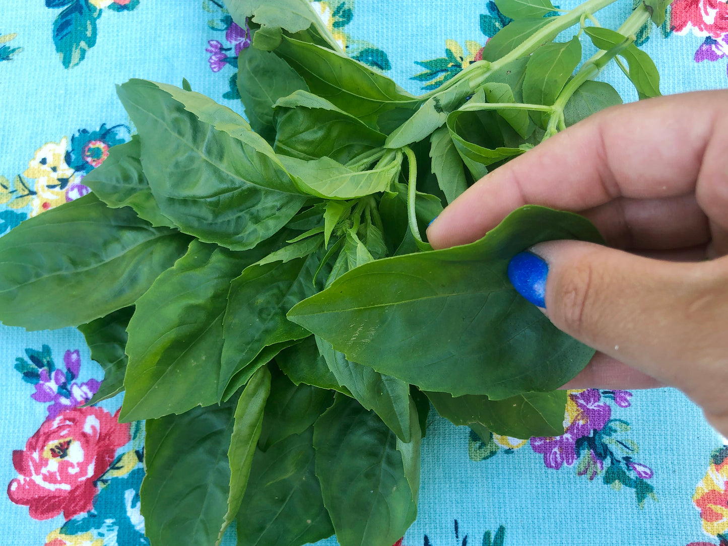 Italian Large Leaf Sweet Basil