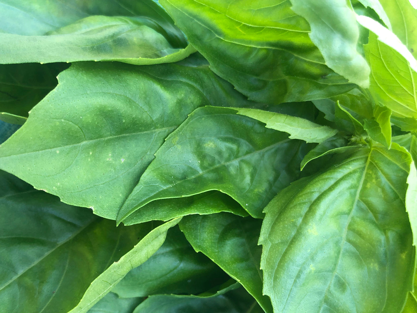 Italian Large Leaf Sweet Basil