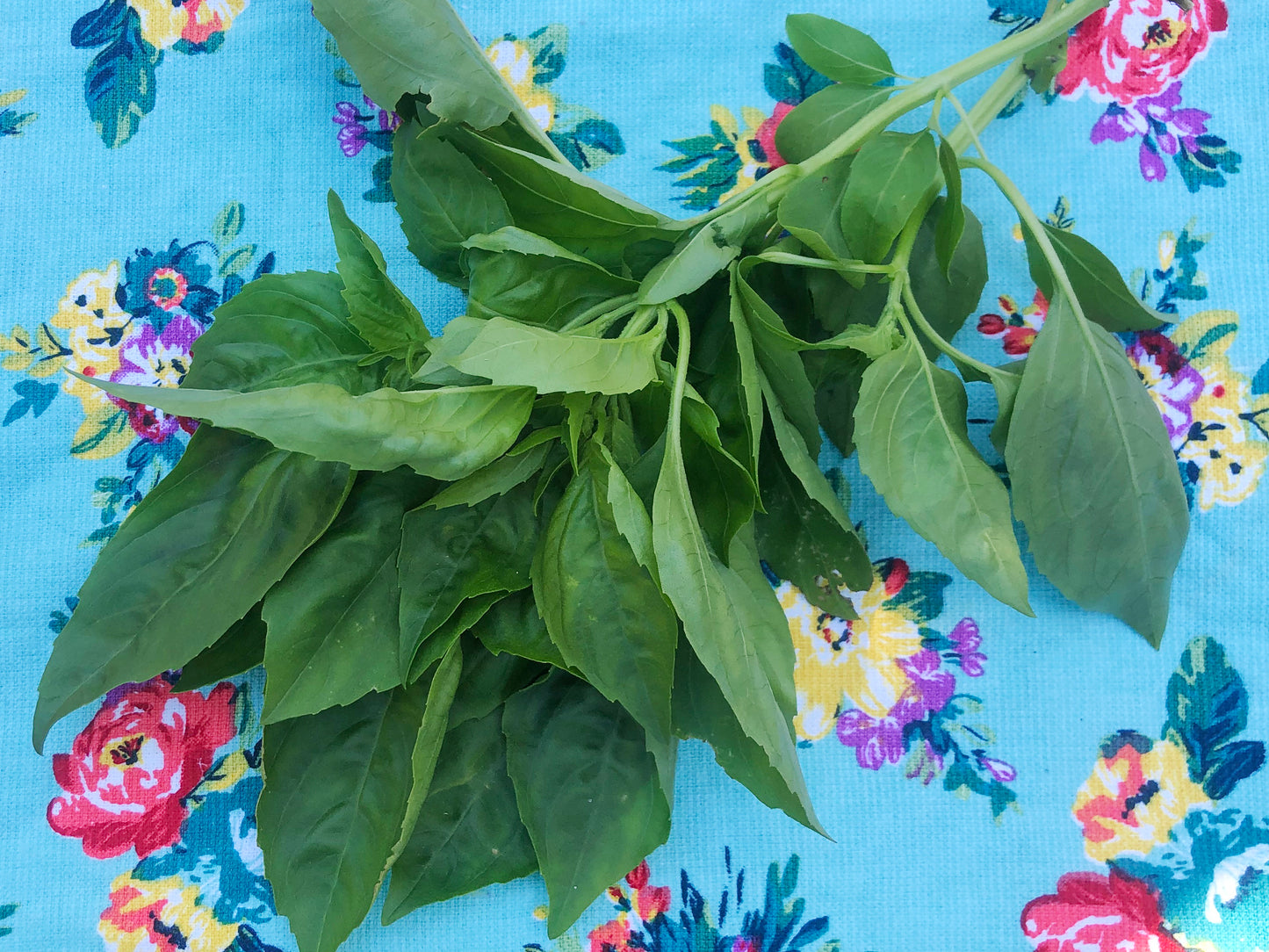 Italian Large Leaf Sweet Basil