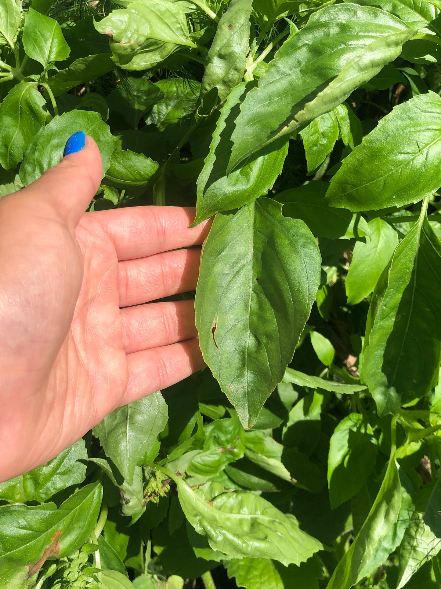 Italian Large Leaf Sweet Basil