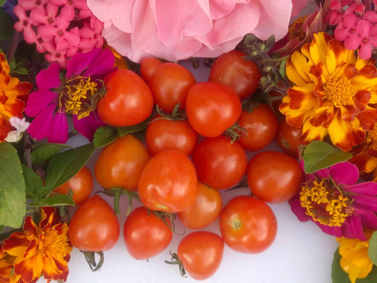 Sweetheart Cherry Tomato