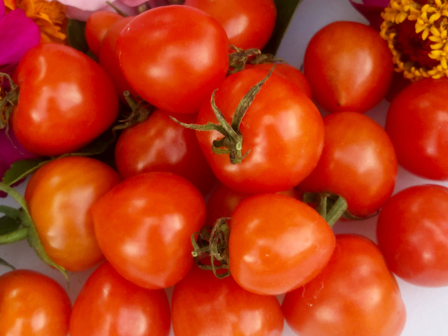 Sweetheart Cherry Tomato