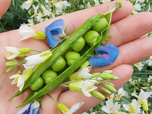 Green Arrow Sweet Shelling Pea