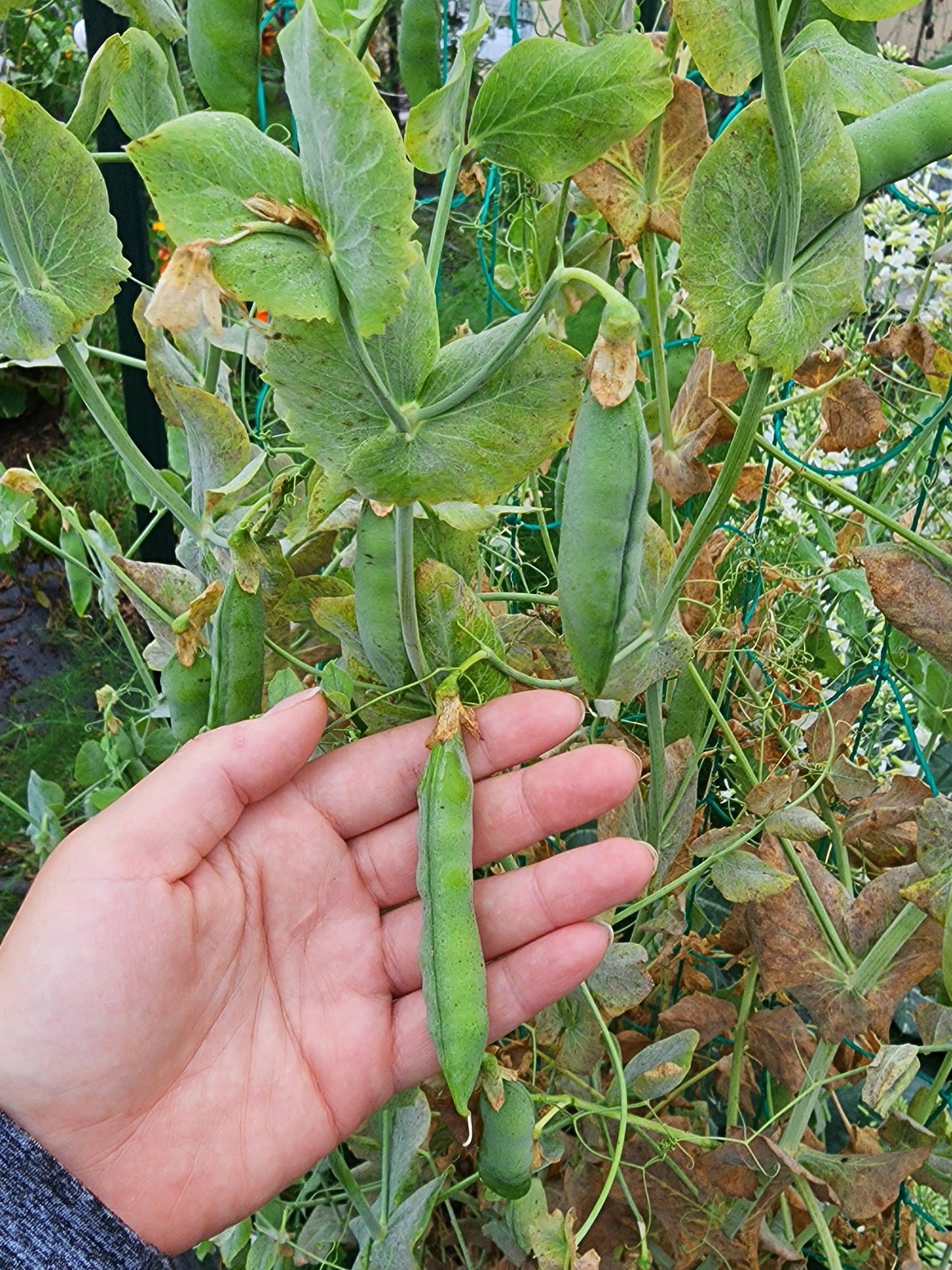 Green Arrow Sweet Shelling Pea