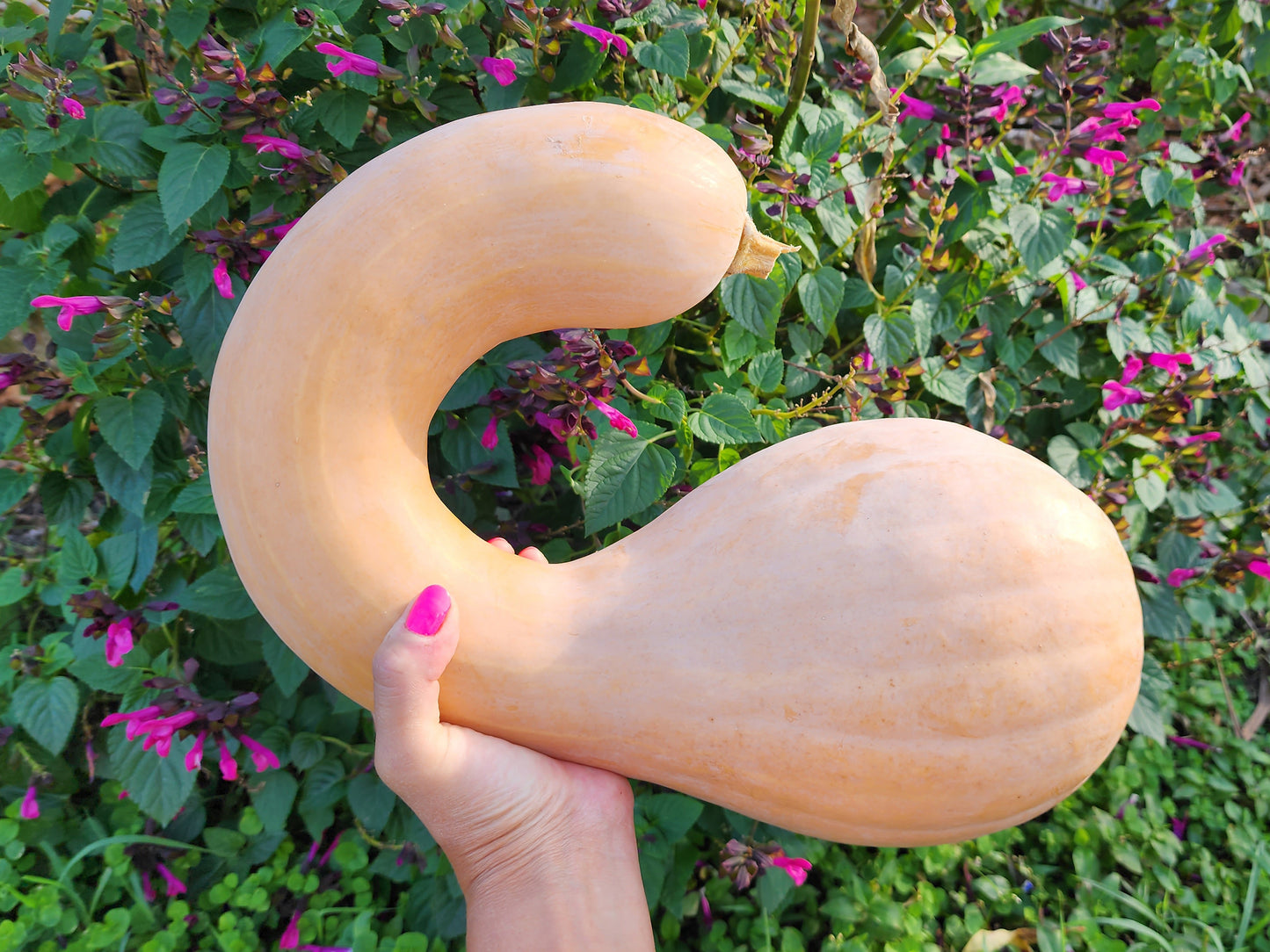 Tahitian Squash