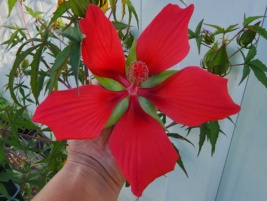 Texas Star Red Hibiscus