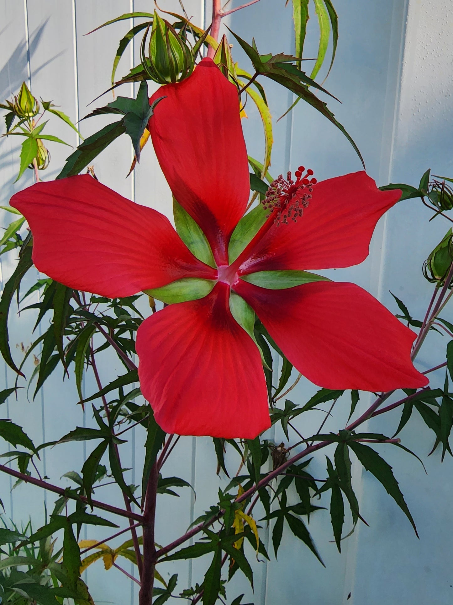 Texas Star Red Hibiscus