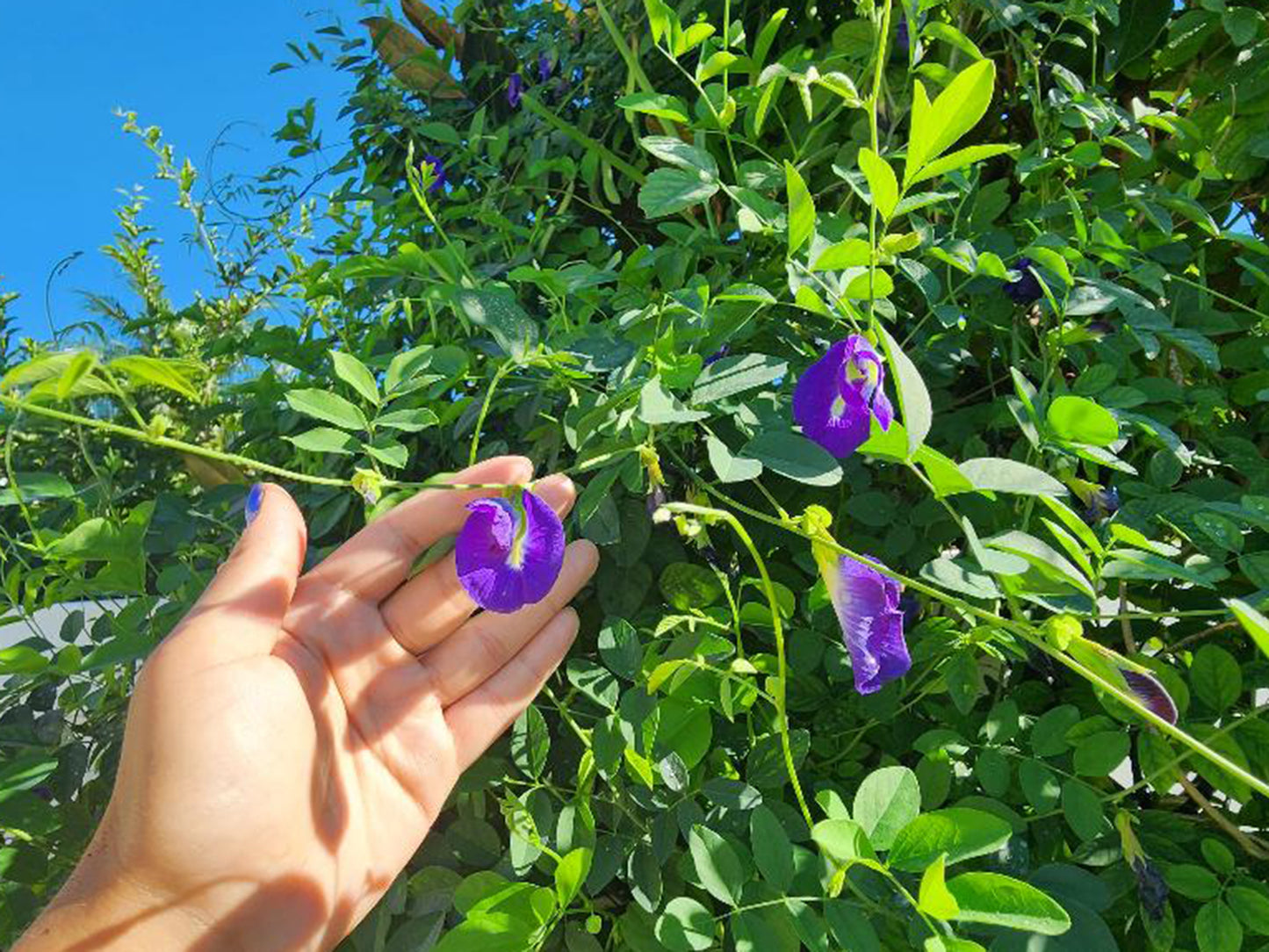 Thai Double Blue Butterfly Pea LIVE Plant