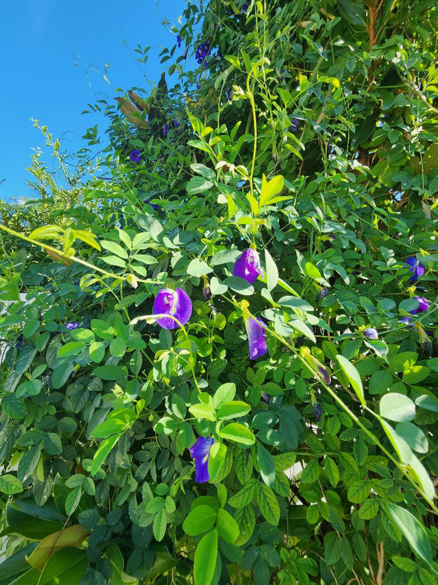 Thai Double Blue Butterfly Pea LIVE Plant