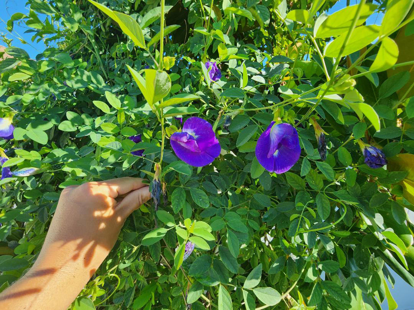 Thai Double Blue Butterfly Pea LIVE Plant