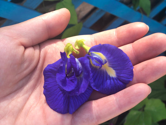 Thai Double Blue Butterfly Pea SEEDS