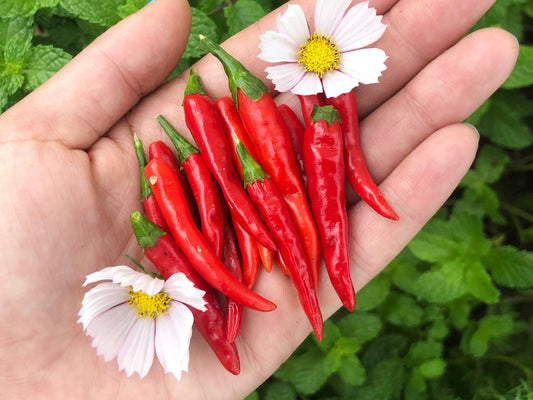 Thai Red Chili Hot Pepper