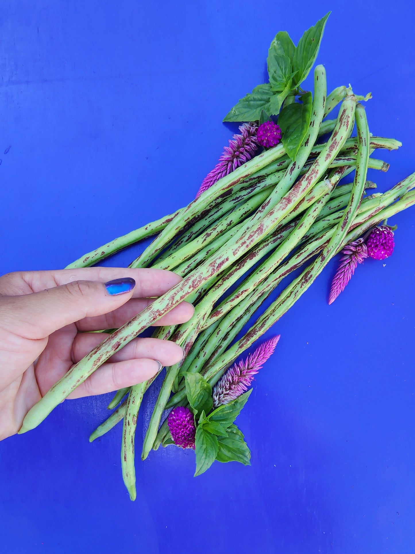 Thai Soldier Long Beans