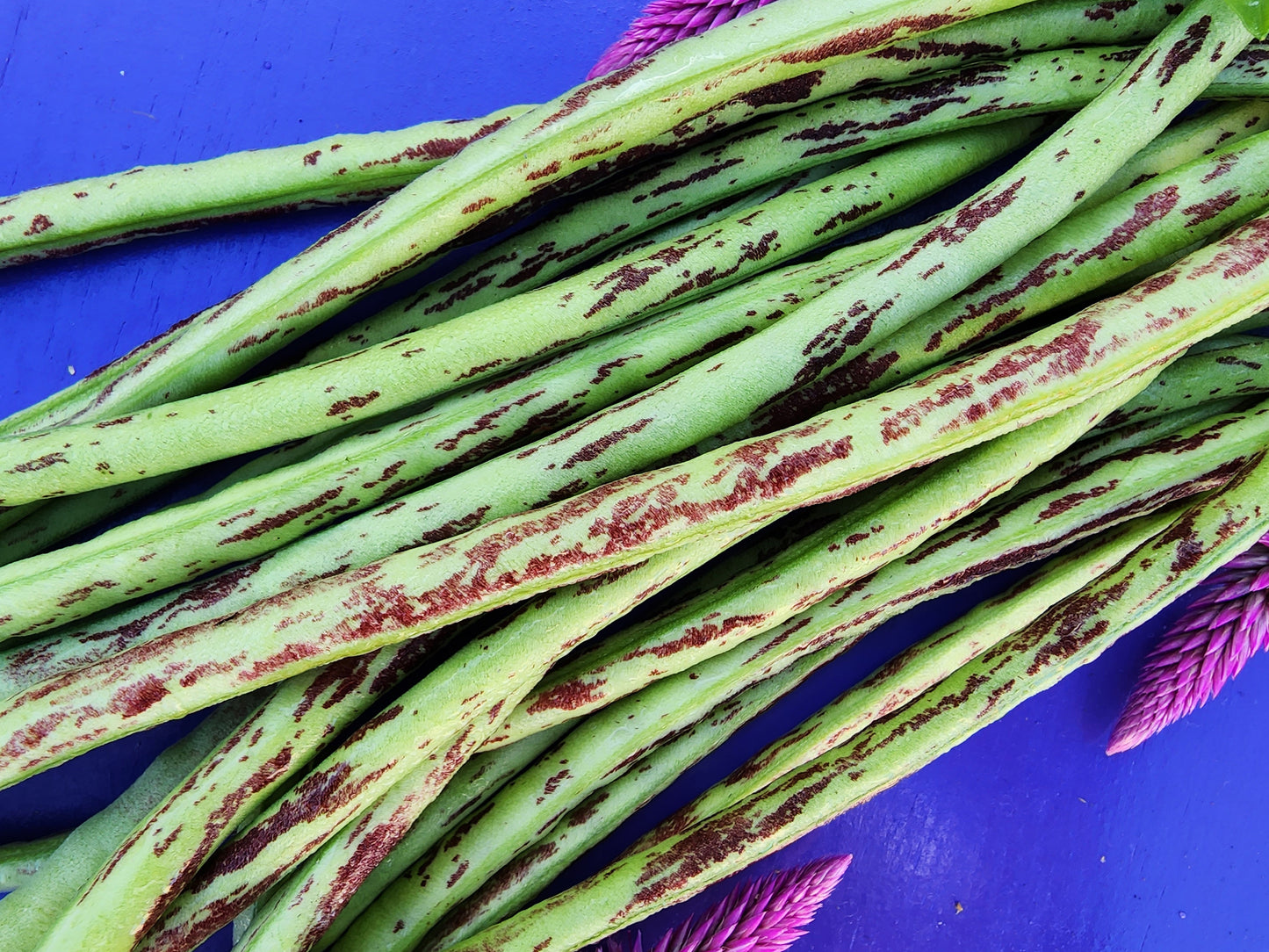 Thai Soldier Long Beans