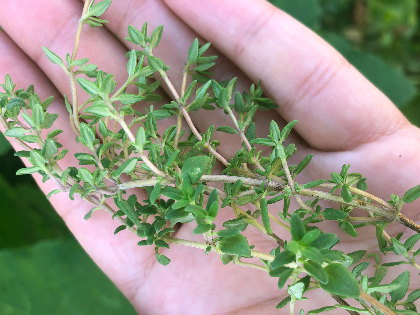 Thyme