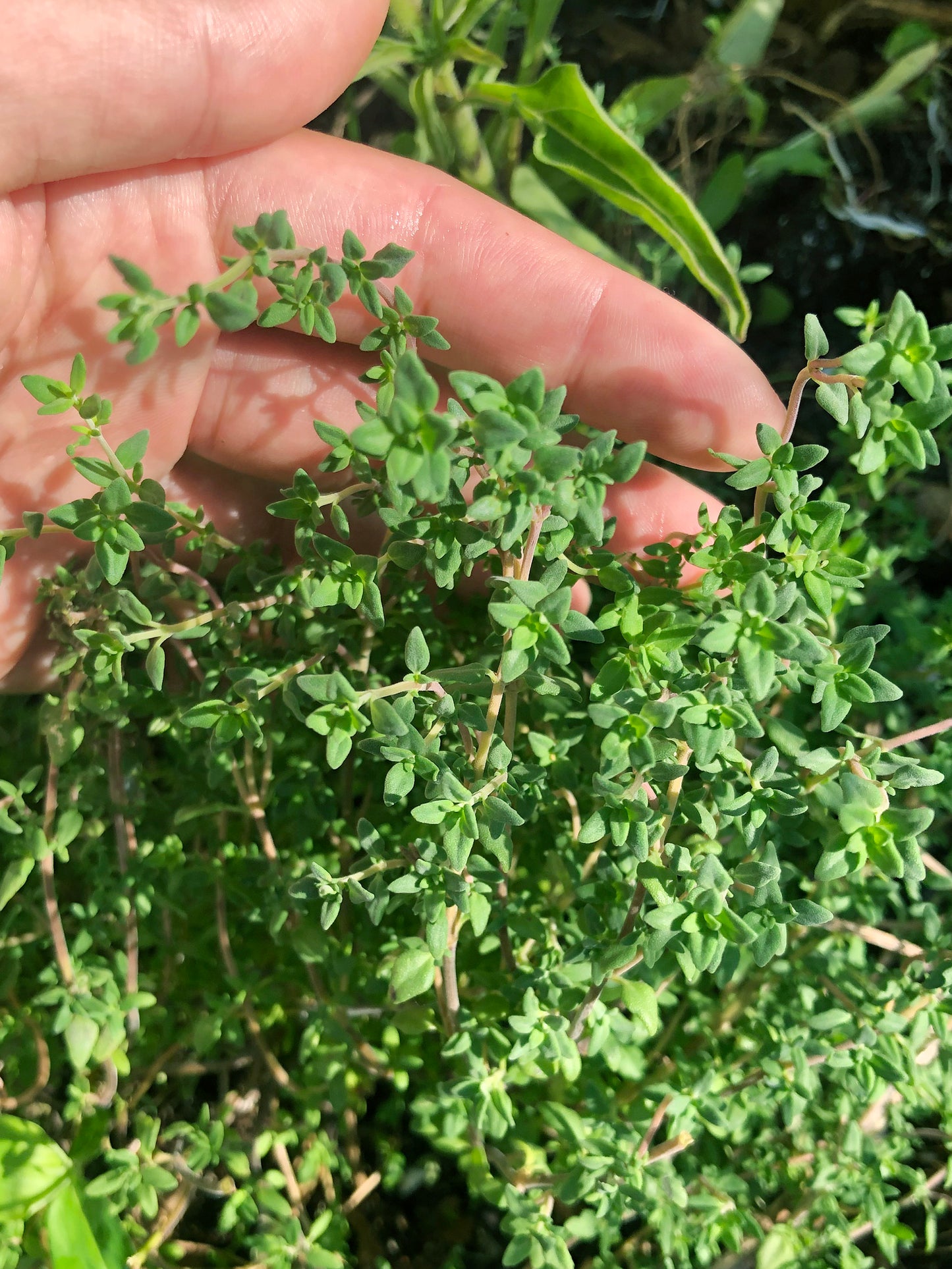 Thyme