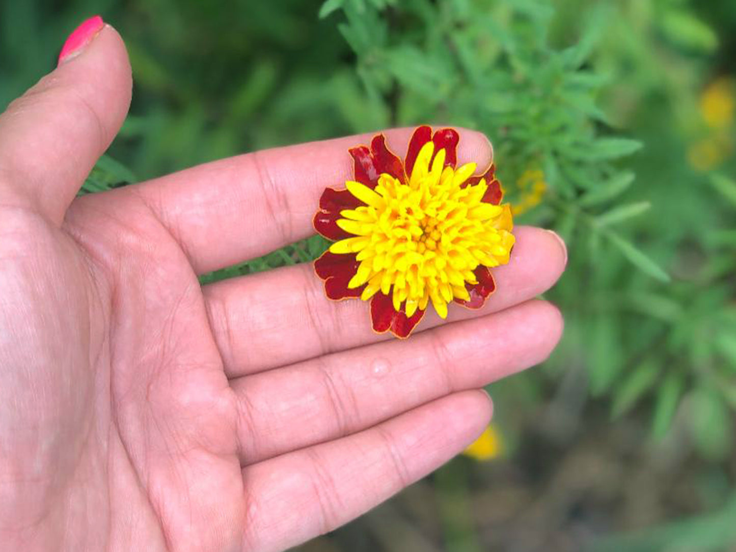 Tiger Eyes Marigold