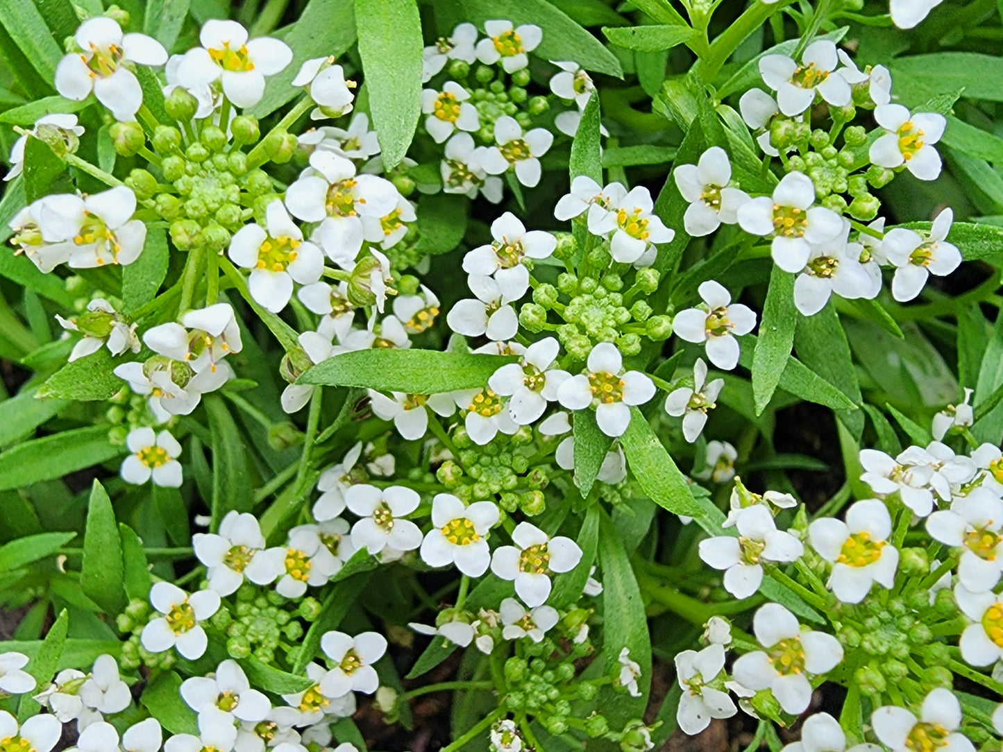 White Alyssum