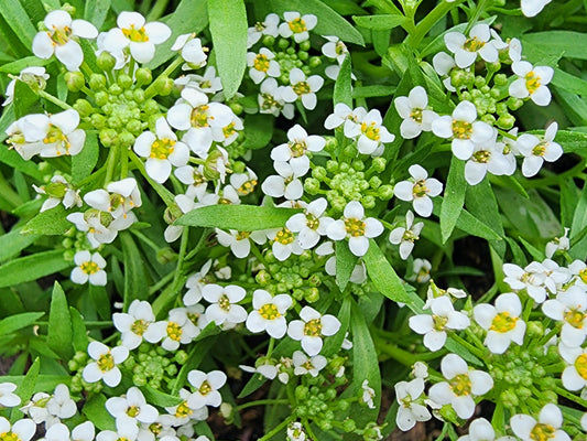 White Alyssum