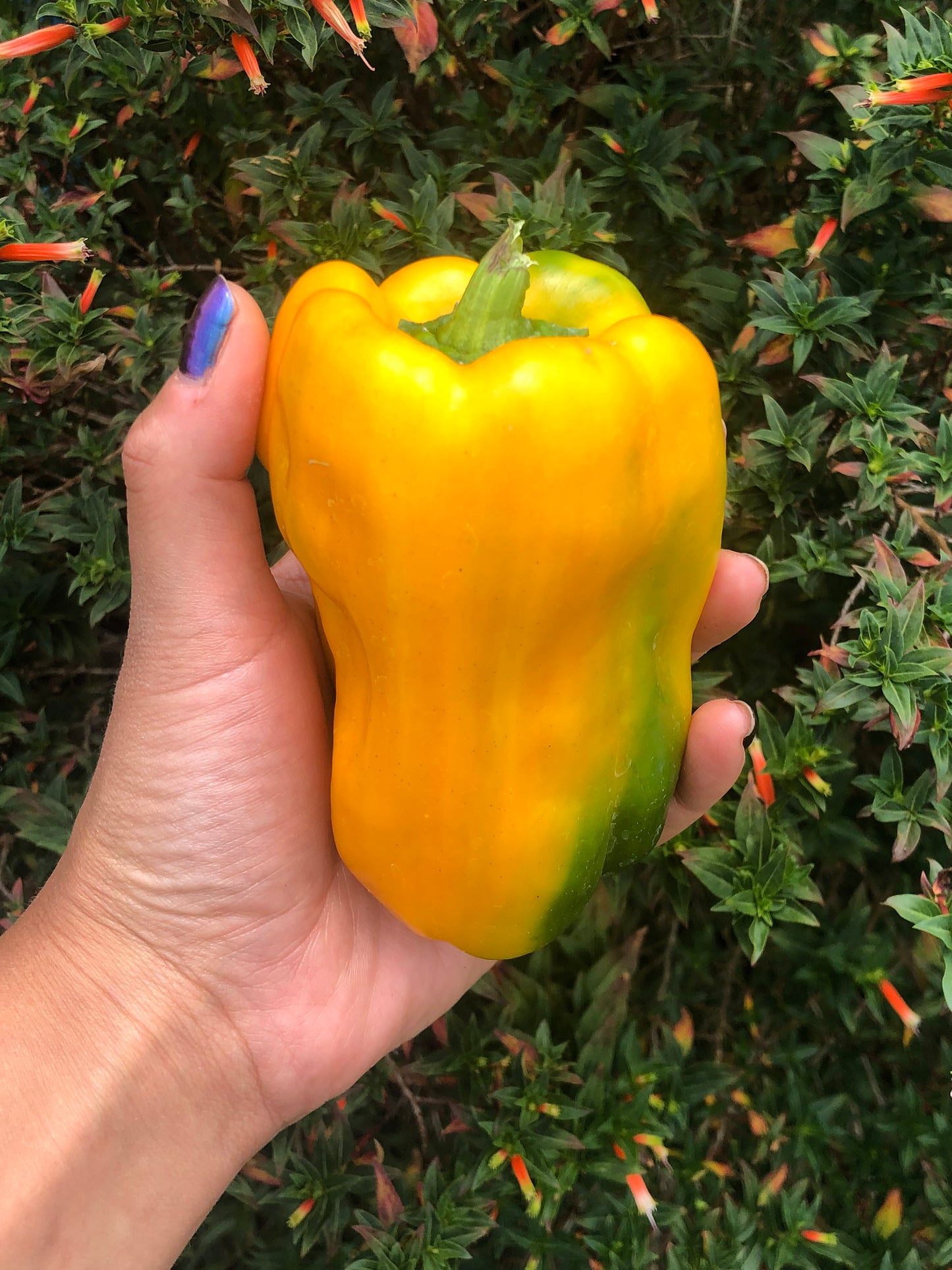 Yellow Monster Sweet Pepper