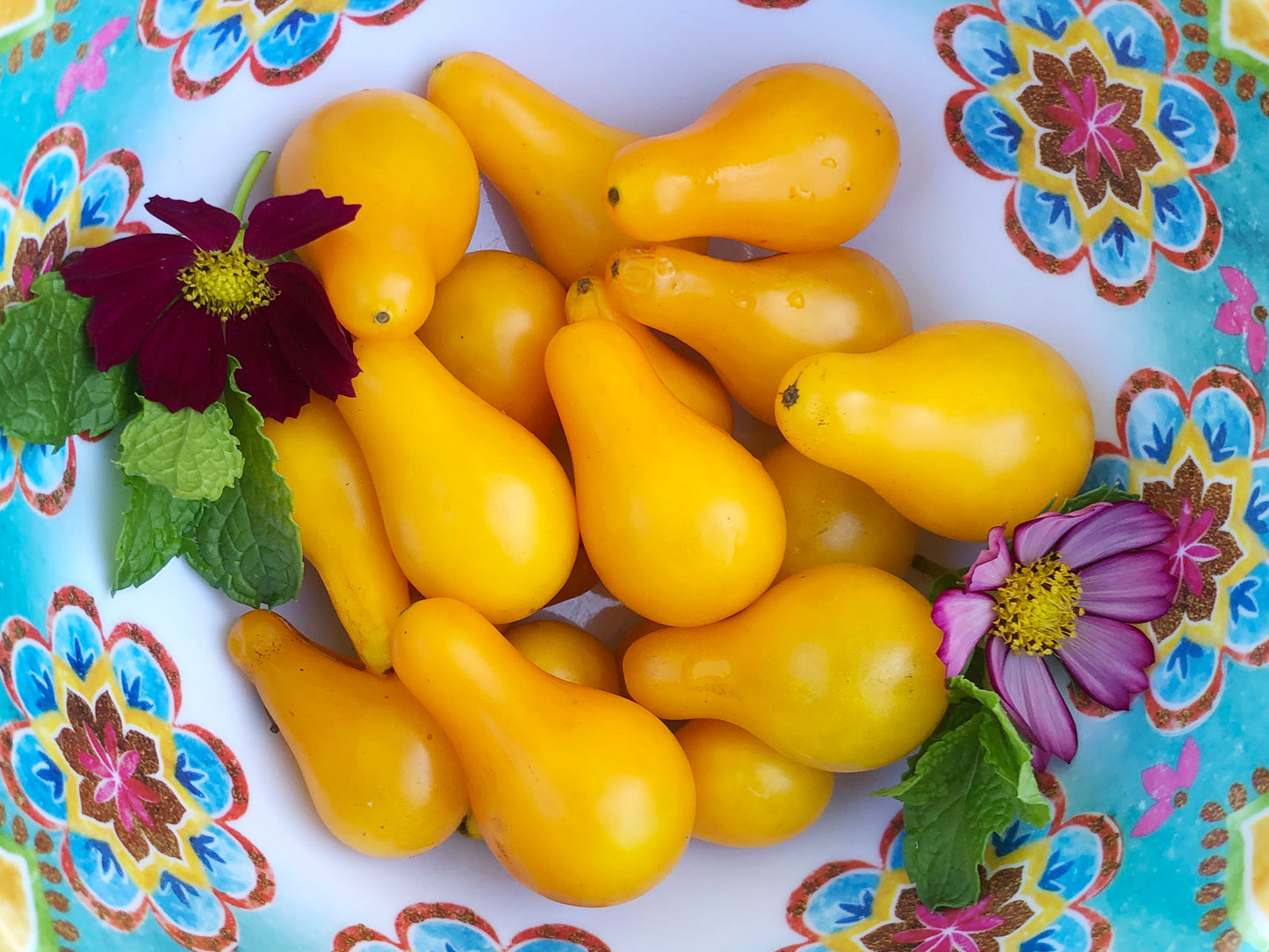 Yellow Pear Cherry Tomato