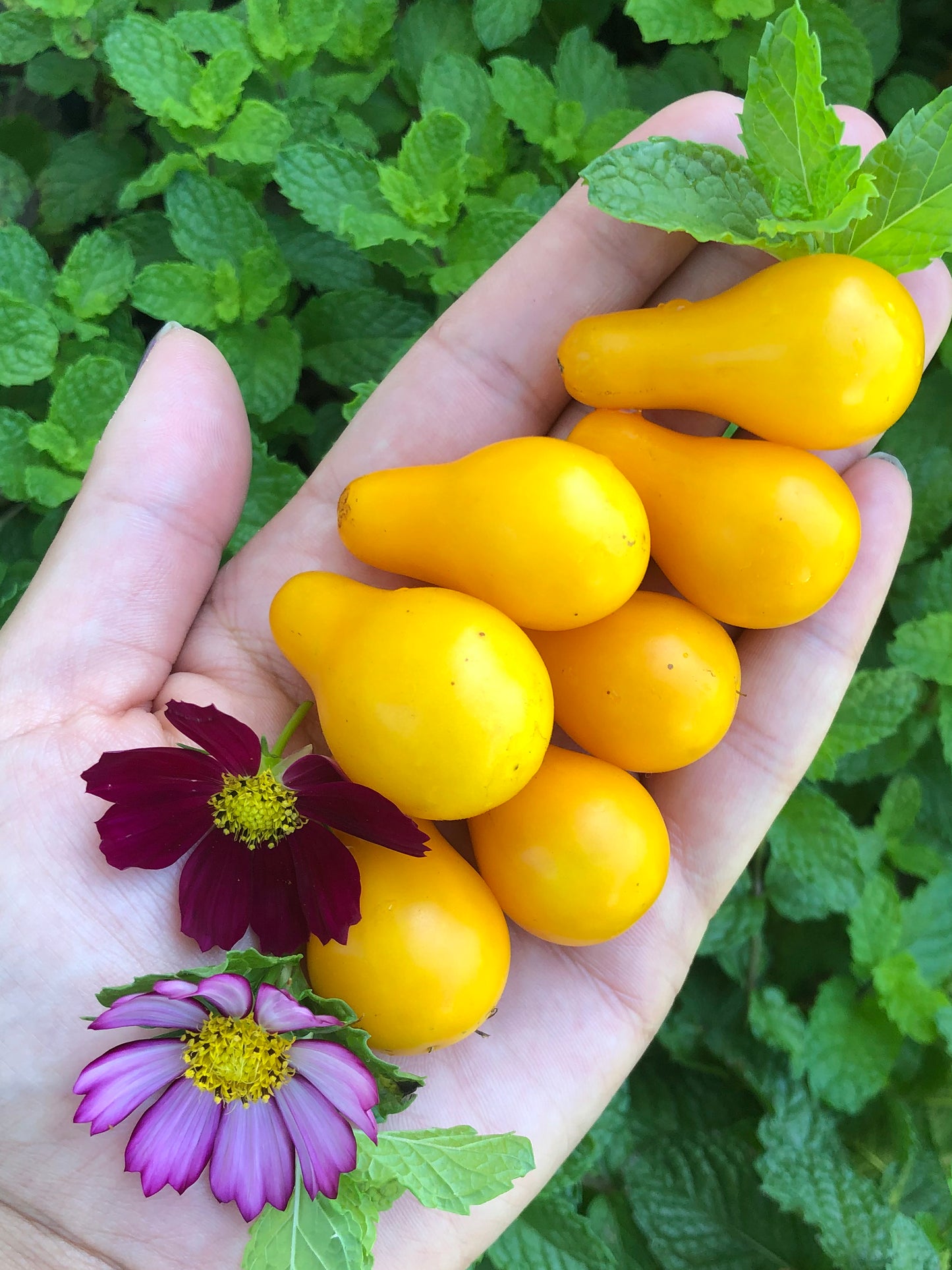 Yellow Pear Cherry Tomato