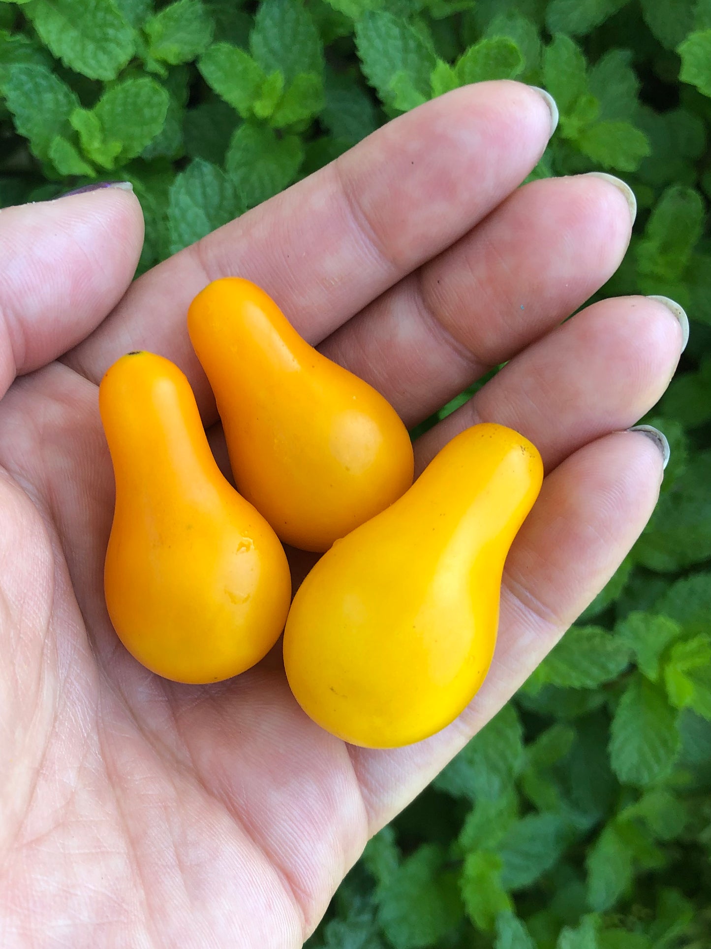 Yellow Pear Cherry Tomato