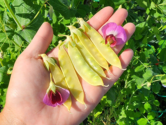 Golden Sweet Snow Pea